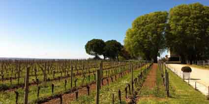 Castillon Cote de Bordeaux Chateau Beausejour Becot Weinberg